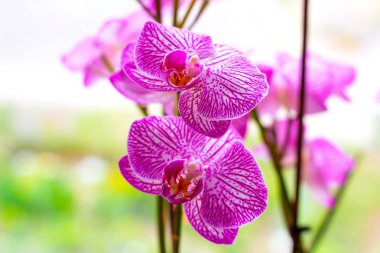 Açık yeşil arka plan üzerinde pembe ve macenta Güve Phalaenopsis Orkide çiçekleri ile güzel şube