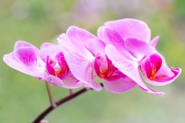 Açık yeşil arka plan üzerinde ormanda ilkbaharda pembe ve macenta Güve Phalaenopsis Orkide çiçekleri ile güzel tropikal egzotik şube.