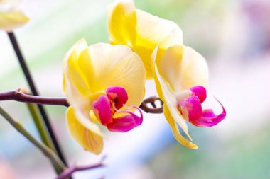 Hafif arka planda ormanda ilkbaharda pembe ve sarı Güve Phalaenopsis Orkide çiçekleri ile güzel tropikal egzotik şube.