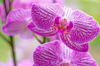 Açık yeşil arka plan üzerinde ormanda ilkbaharda pembe ve macenta Güve Phalaenopsis Orkide çiçekleri ile güzel tropikal egzotik şube.