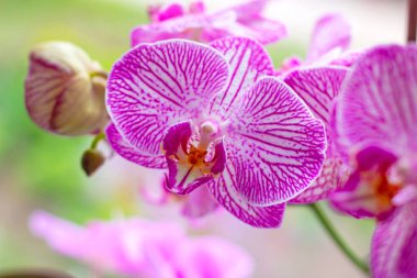 Açık yeşil arka plan üzerinde ormanda ilkbaharda pembe ve macenta Güve Phalaenopsis Orkide çiçekleri ile güzel tropikal egzotik şube.
