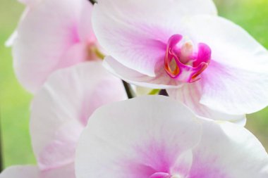 Parlak renkli arka plan üzerinde ormanda ilkbaharda beyaz, pembe ve macenta Moth Phalaenopsis Orkide çiçekleri ile güzel tropikal egzotik şube.