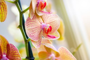 Hafif arka planda ormanda ilkbaharda pembe ve sarı Güve Phalaenopsis Orkide çiçekleri ile güzel tropikal egzotik şube.