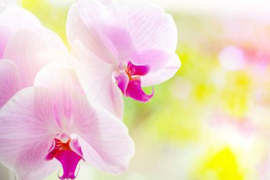 Parlak renkli arka plan üzerinde ormanda ilkbaharda beyaz, pembe ve macenta Moth Phalaenopsis Orkide çiçekleri ile güzel tropikal egzotik şube.