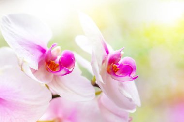 Parlak renkli arka plan üzerinde ormanda ilkbaharda beyaz, pembe ve macenta Moth Phalaenopsis Orkide çiçekleri ile güzel tropikal egzotik şube.
