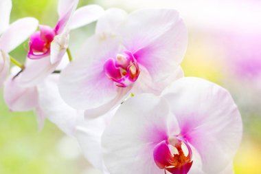 Parlak renkli arka plan üzerinde ormanda ilkbaharda beyaz, pembe ve macenta Moth Phalaenopsis Orkide çiçekleri ile güzel tropikal egzotik şube.