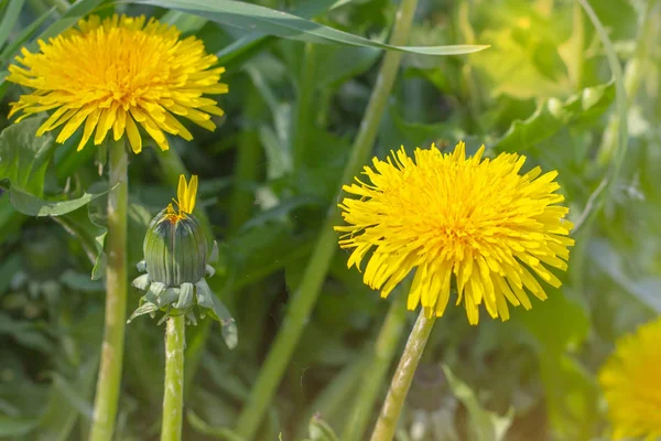 Ljust Gul Och Orange Maskros Blomma Växter Grön Fjäder Fält — Stockfoto