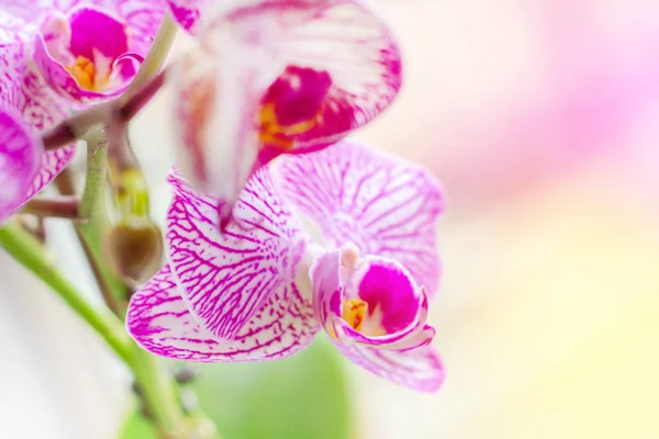 Piękne Tropikalne Egzotyczny Oddział Białym Różowy Purpurowy Moth Phalaenopsis Orchid Obrazy Stockowe bez tantiem