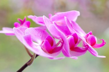 Açık yeşil arka plan üzerinde ormanda ilkbaharda pembe ve macenta Güve Phalaenopsis Orkide çiçekleri ile güzel tropikal egzotik şube