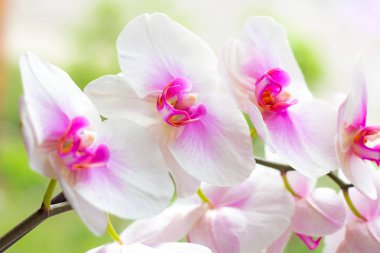 Açık yeşil arka plan üzerinde ormanda ilkbaharda pembe ve macenta Güve Phalaenopsis Orkide çiçekleri ile güzel tropikal egzotik şube