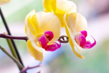 Hafif arka planda ormanda ilkbaharda pembe ve sarı Güve Phalaenopsis Orkide çiçekleri ile güzel tropikal egzotik şube