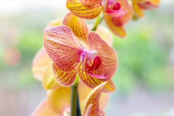 Beautiful Tropical Exotic Branch Pink Yellow Moth Phalaenopsis Orchid Flowers Stock Picture