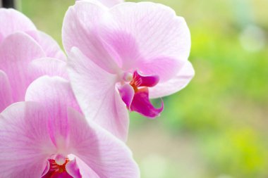 Güzel tropikal egzotik şube beyaz, pembe ve Macenta Moth Phalaenopsis orkide çiçekler yaz aylarında açık yeşil arka plan