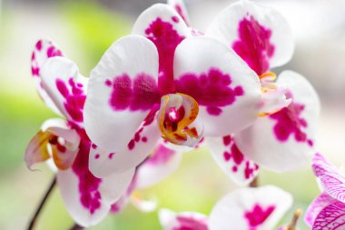 Açık yeşil arka plan üzerinde ormanda ilkbaharda pembe ve macenta Güve Phalaenopsis Orkide çiçekleri ile güzel tropikal egzotik şube