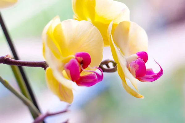 Bello Ramo Esotico Tropicale Con Rosa Giallo Falena Phalaenopsis Orchidea — Foto Stock