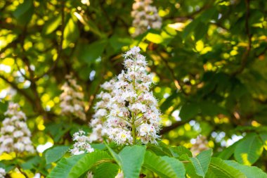 Beyaz at-kestane (Conker ağacı, Aesculus hippocastanum) yeşil yaprakları arka plan ile dal üzerinde çiçek açan çiçekler