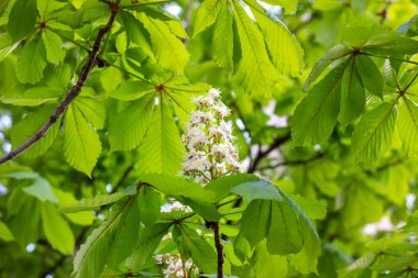Beyaz at-kestane (Conker ağacı, Aesculus hippocastanum) yeşil yaprakları arka plan ile dal üzerinde çiçek açan çiçekler