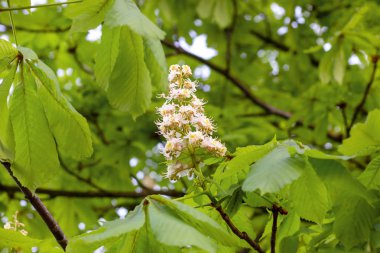 Beyaz at-kestane (Conker ağacı, Aesculus hippocastanum) yeşil yaprakları arka plan ile dal üzerinde çiçek açan çiçekler
