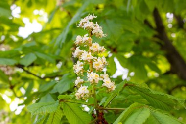 Beyaz at-kestane (Conker ağacı, Aesculus hippocastanum) yeşil yaprakları arka plan ile dal üzerinde çiçek açan çiçekler