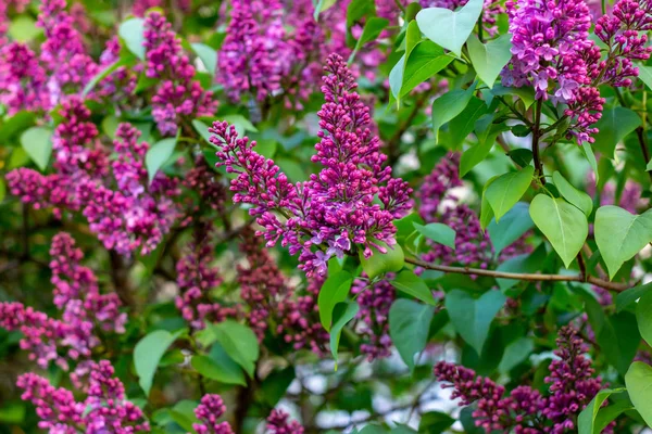 Blommande Gren Lila Lila Syringa Vulgaris Blommor Gröna Löv Bakgrund — Stockfoto