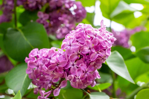 Blommande Gren Lila Lila Syringa Vulgaris Blommor Gröna Löv Bakgrund — Stockfoto