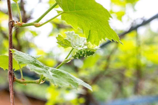 Verse Jonge Groene Druivenbladeren Een Wijngaard Tuin Lente Zomer — Stockfoto