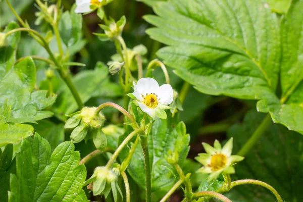 Vit Blommande Jordgubbs Blommor Gröna Blad Bakgrund Trädgården — Stockfoto