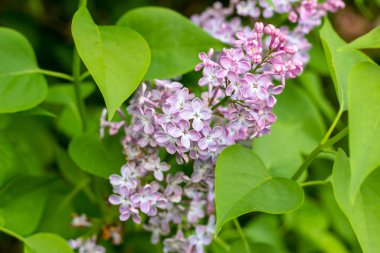 Çiçek açan açık mor leylak şırınga vulgaris çiçekleri bahar parkında yeşil yapraklar üzerinde.