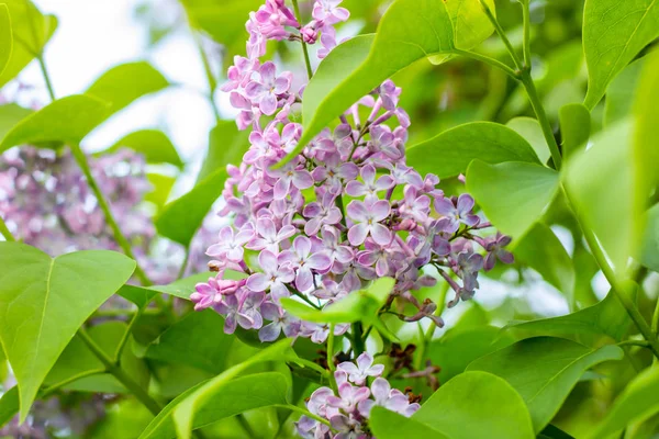 Blommande Gren Ljus Lila Lila Syringa Vulgaris Blommor Gröna Blad — Stockfoto