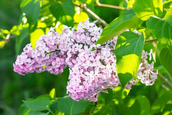 Blommande Gren Ljus Lila Lila Syringa Vulgaris Blommor Gröna Blad — Stockfoto