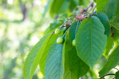Yeşil yaprakları arka plan üzerinde ilkbahar ve yaz aylarında bahçede tatlı bir kiraz ağacı dalı üzerinde olgunlaşır.