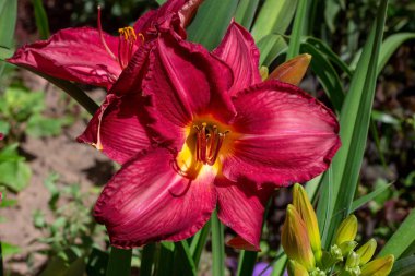 İlkbahar ve yaz aylarında bahçede yeşil yaprakları üzerinde parlak kırmızı lilly çiçek.