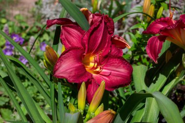 İlkbahar ve yaz aylarında bahçede yeşil yaprakları üzerinde parlak kırmızı lilly çiçek.