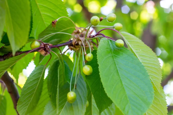 Grün Reift Frühling Und Sommer Auf Einem Zweig Des Süßkirschbaums — Stockfoto