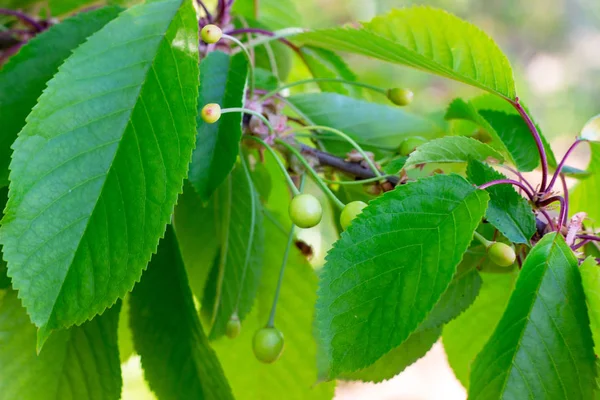 Yeşil yaprakları arka plan üzerinde ilkbahar ve yaz aylarında bahçede tatlı bir kiraz ağacı dalı üzerinde olgunlaşır.