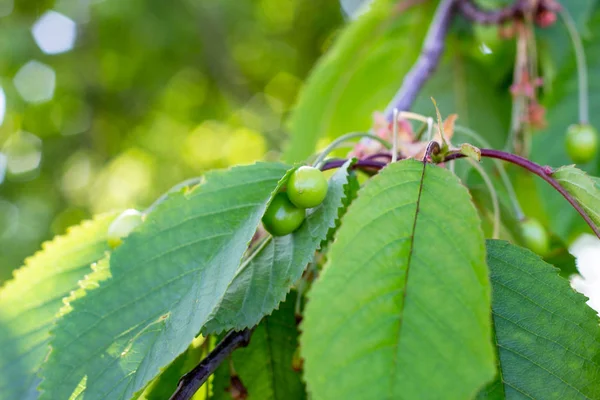 Yeşil yaprakları arka plan üzerinde ilkbahar ve yaz aylarında bahçede tatlı bir kiraz ağacı dalı üzerinde olgunlaşır.