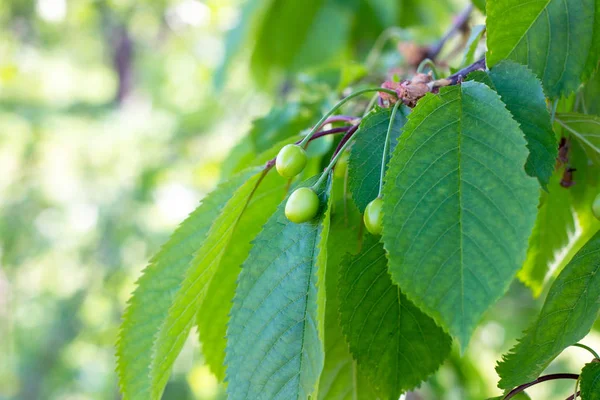 Yeşil yaprakları arka plan üzerinde ilkbahar ve yaz aylarında bahçede tatlı bir kiraz ağacı dalı üzerinde olgunlaşır.