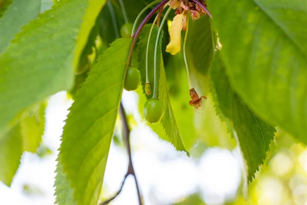 Grün Reift Frühling Und Sommer Auf Einem Zweig Des Süßkirschbaums — Stockfoto