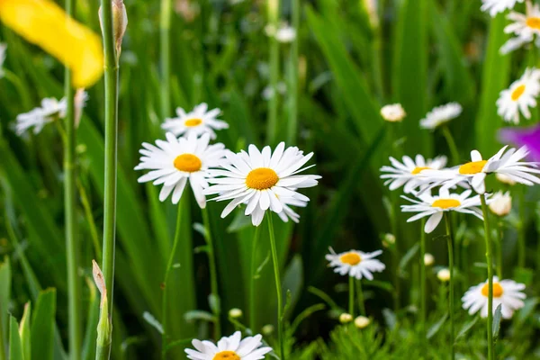 Yaz Aylarında Yeşil Yaprakları Çim Çayır Arka Plan Üzerinde Çiçek — Stok fotoğraf