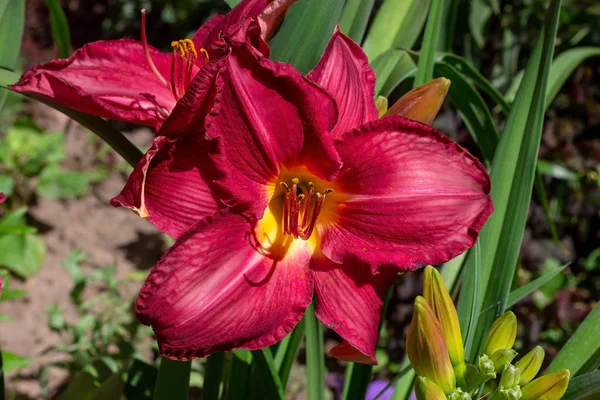 İlkbahar ve yaz aylarında bahçede yeşil yaprakları üzerinde parlak kırmızı lilly çiçek.