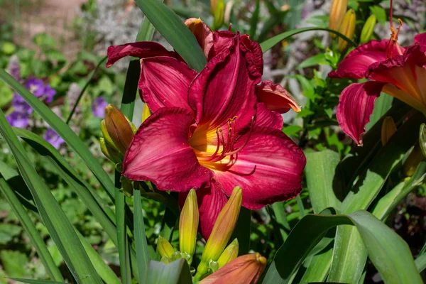 İlkbahar ve yaz aylarında bahçede yeşil yaprakları üzerinde parlak kırmızı lilly çiçek.