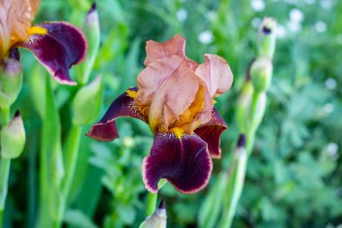 Koyu çiçeklenme Irises xiphium (Bulbous iris, sibirica) yeşil yaprakları üzerinde ilkbahar ve yaz aylarında bahçede ang çim arka plan
