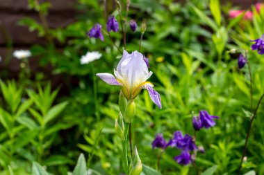 Mor, beyaz, mavi ve mor çiçeklenme Iris xiphium (Bulbous iris, sibirica) yeşil yaprakları üzerinde ilkbahar ve yaz aylarında bahçede ang çim arka plan