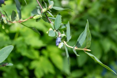 İlkbahar ve yaz aylarında bahçede yeşil yapraklar üzerinde hanımeli mavi meyveleri (Lonicera caerulea var. edulis) veya honeyberry