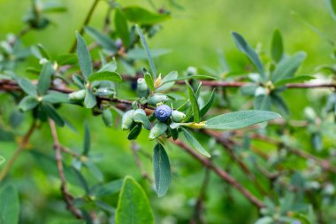 İlkbahar ve yaz aylarında bahçede yeşil yapraklar üzerinde hanımeli mavi meyveleri (Lonicera caerulea var. edulis) veya honeyberry