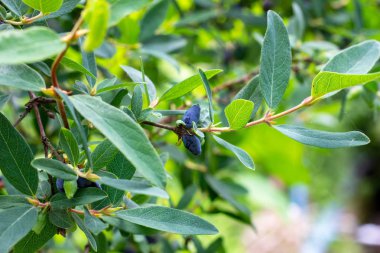 İlkbahar ve yaz aylarında bahçede yeşil yapraklar üzerinde hanımeli mavi meyveleri (Lonicera caerulea var. edulis) veya honeyberry