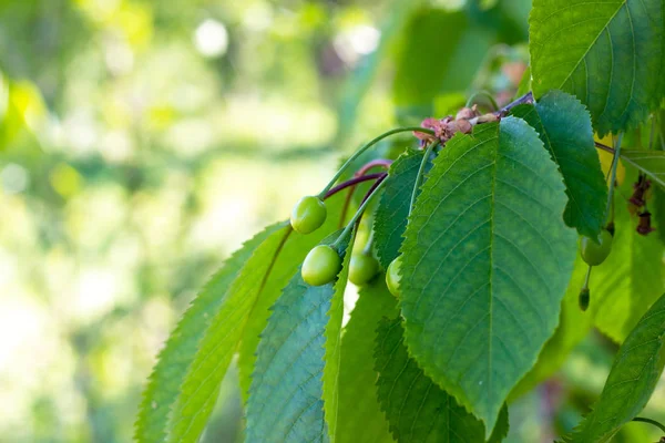 Green Ripens Sweet Cherry Tree Branch Garden Spring Summer Leaves — Stock Photo, Image