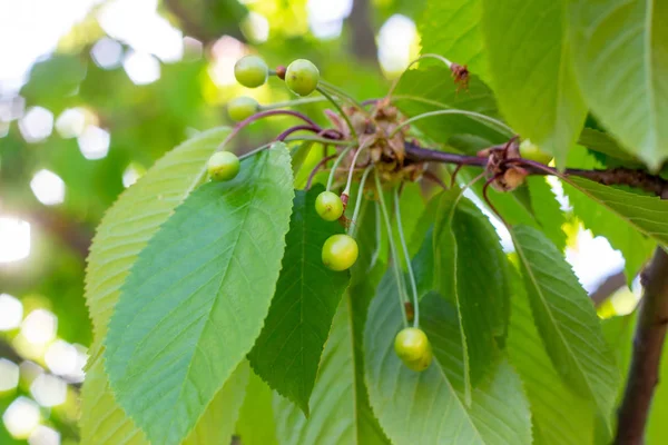 Green Ripens Sweet Cherry Tree Branch Garden Spring Summer Leaves — Stock Photo, Image