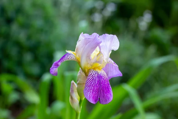 Fioletowy Biały Niebieski Fioletowy Kwitnące Iris Xiphium Bulbous Iris Sibirica — Zdjęcie stockowe