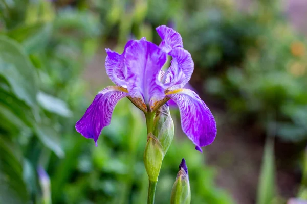 Fioletowy Biały Niebieski Fioletowy Kwitnące Iris Xiphium Bulbous Iris Sibirica — Zdjęcie stockowe